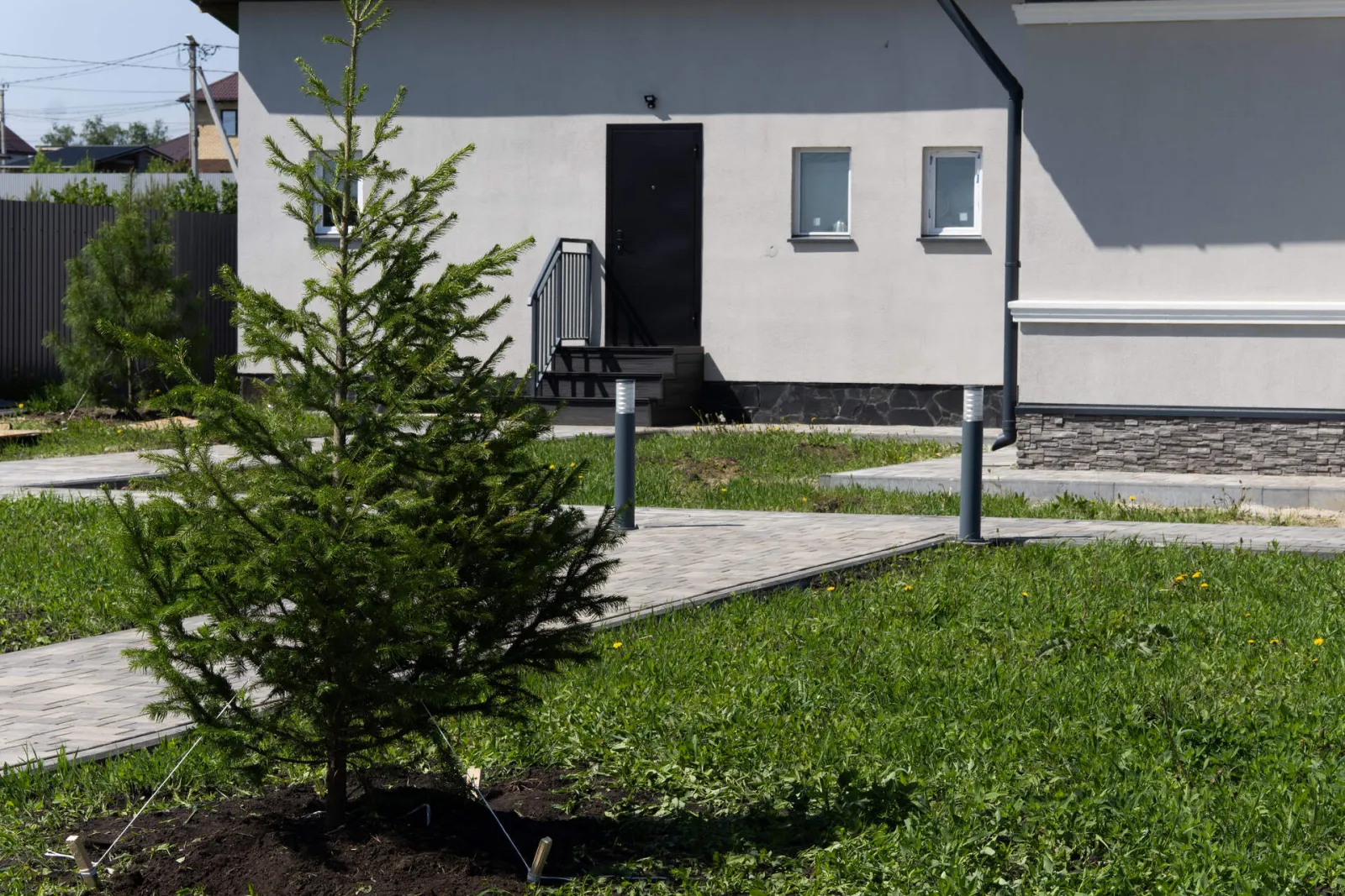 Молодая ель перед современным загородным домом.