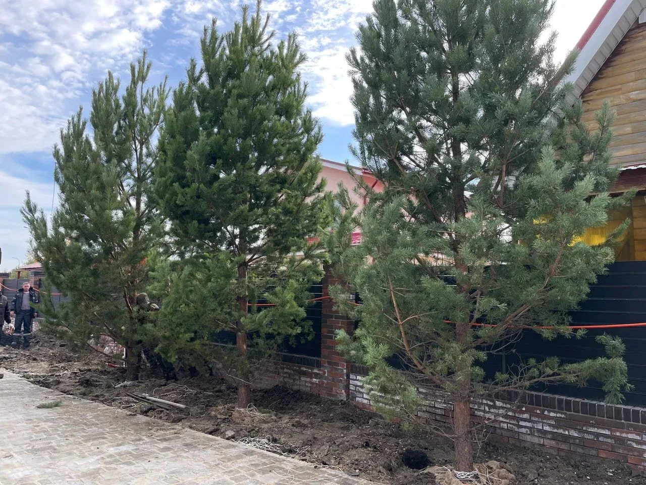 Высокие сосны растут вдоль кирпичного забора частного дома.