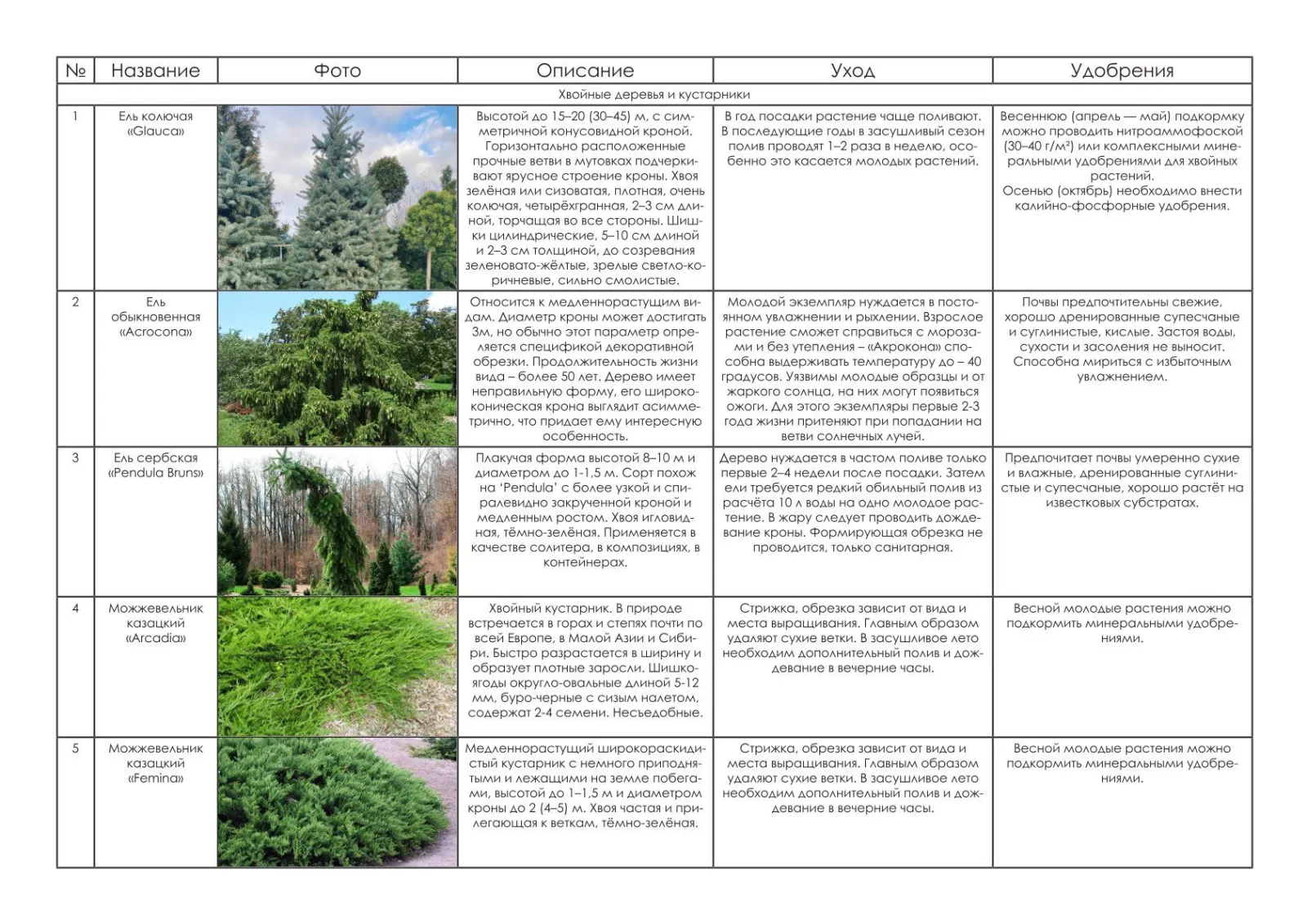 Таблица с фотографиями и описаниями пяти хвойных растений.