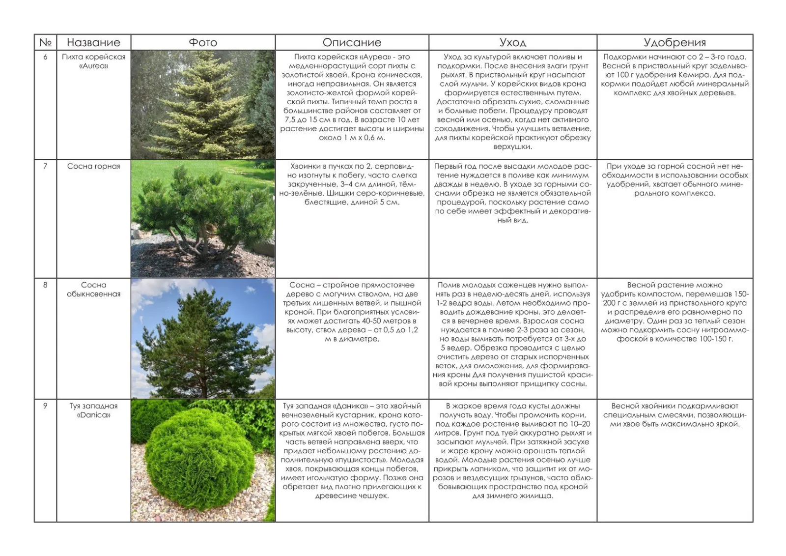 Таблица с описаниями, фотографиями и уходом за хвойными растениями.